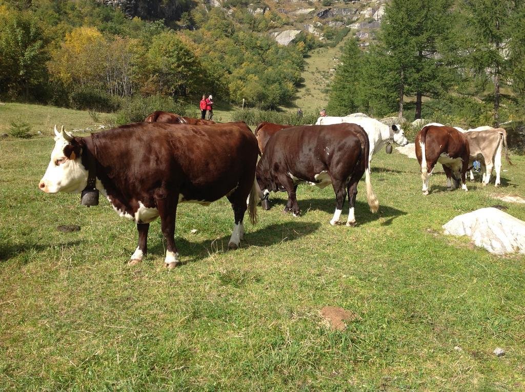 B&B Monte Giove Formazza Exterior foto